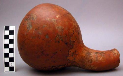 Wine gourd