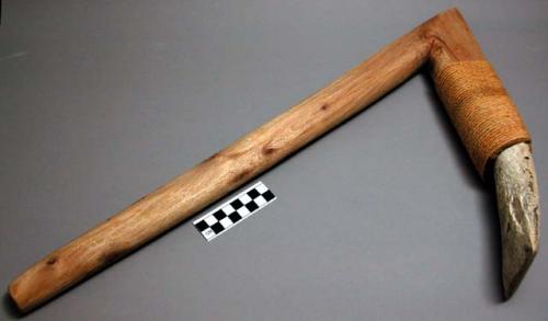 Adze; shell adze with wooden handle.