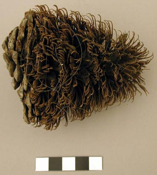 Pine cone comb