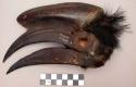 Dried toucan bird beak, with some feathers intact