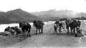 Horses and men on shore, mountain background