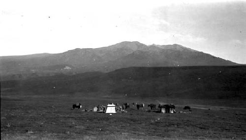 People with tents and animals in field