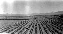 Cultivated fields with mountains in distance