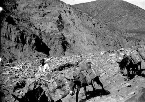 Man with mules carrying supplies through mountains