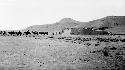 Camels riding out from a building in desert