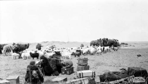 Camels and sheep in desert