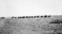 Caravan of camels walking across desert