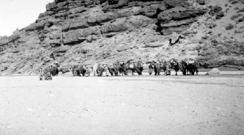 Camels standing in front of mountain