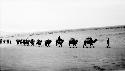 Caravan of camels going through desert