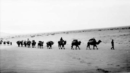 Caravan of camels going through desert