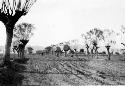 Rutted dirt road between rows of trees, distant mountains