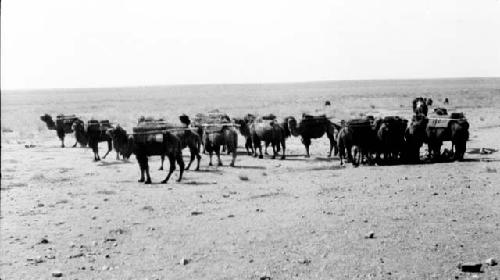 Camels in the desert