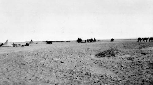 Camels and tents in desert