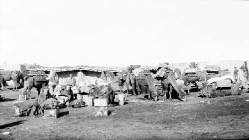 Camels with packs in desert