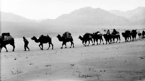 Camel caravan in desert by mountains