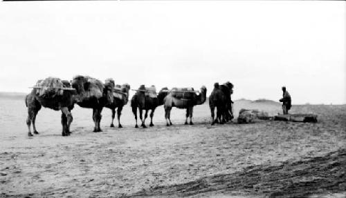 Man with camels in desert