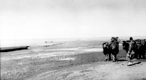 Man with camels in desert