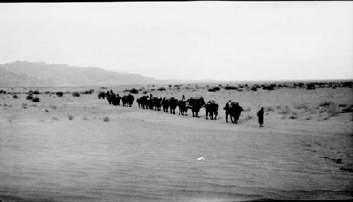 Camel caravan in desert