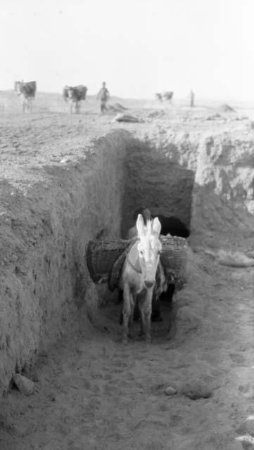 Pony bearing load emerging from tunnel