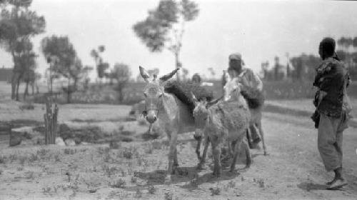 People and donkeys