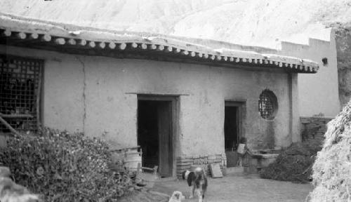 Dog in front of building