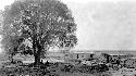 People sitting under tree near buildings