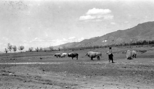 Person walking by yaks