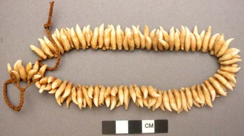 Necklace of dolphin's teeth