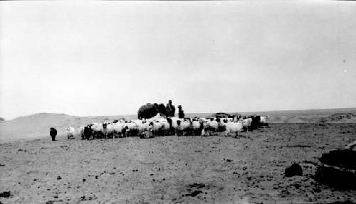 People with camel and many sheep