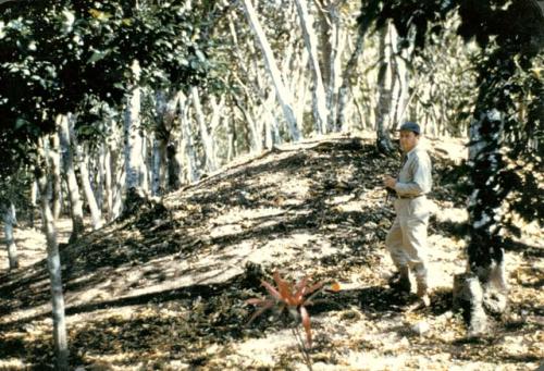 Gordon Willey standing in a wooded area with mound