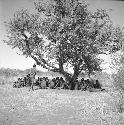 Group of people sitting under a tree, resting from a dance