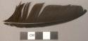 Faunal remain, loose black feather