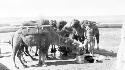 Camels being fed in desert