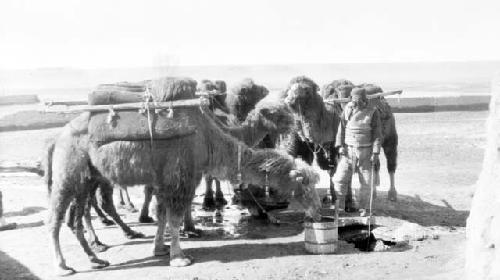 Camels being fed in desert