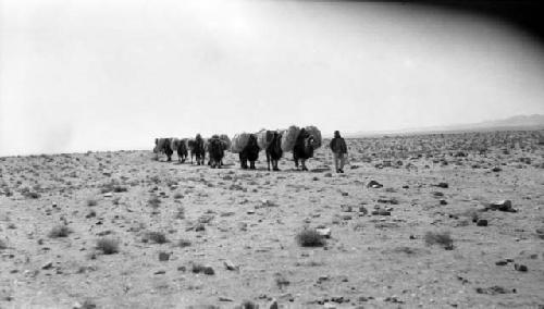 Camel caravan in desert