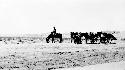 Man with horses in desert