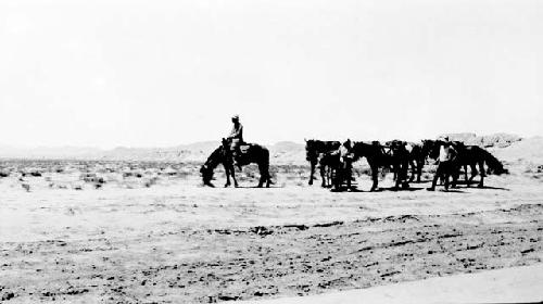Man with horses in desert