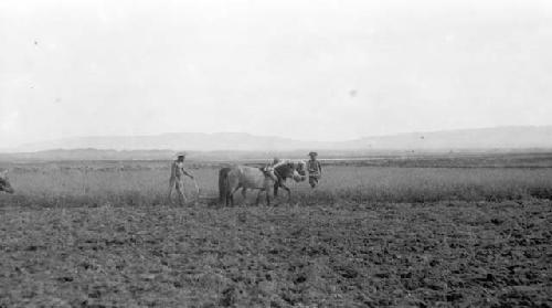 Men plowing field with ponies