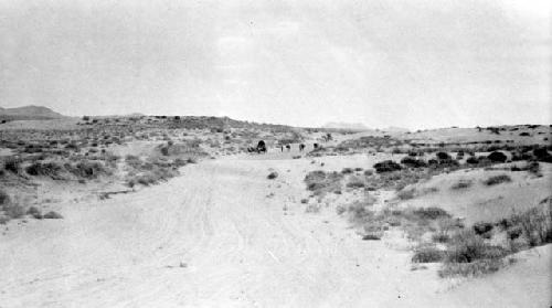 Path through vegetation in desert