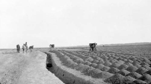 People and donkeys in field