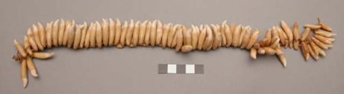 Necklace of teeth (dolphin teeth)