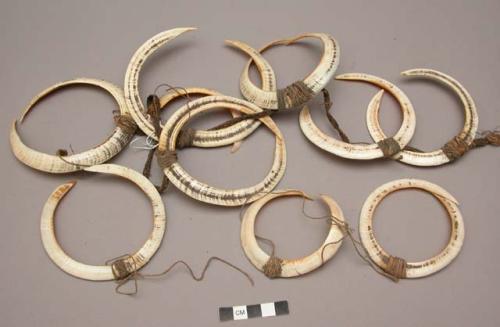 6 pairs of pig tusks (wanik) - head ornaments