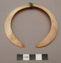 Double pig tusks - fixed together as nose ornament (wamaik)