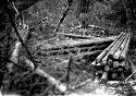 Stacked logs in wooded area