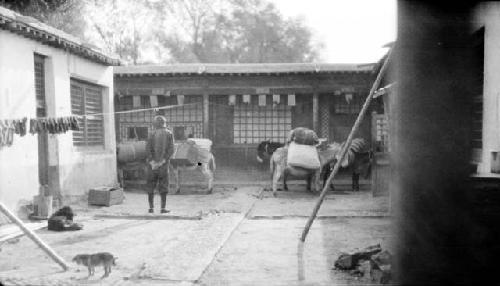 Person and donkeys by buildings