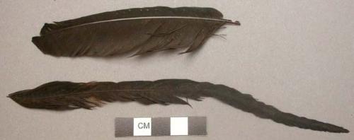 Faunal remain, loose black feathers