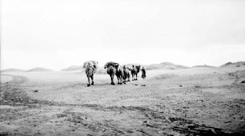 Camel caravan walking through desert