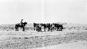 Men and horses in desert