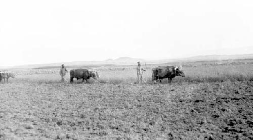 Men plowing field with oxen