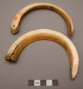 Boar's tusk or shell